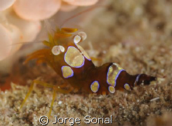 Thor amboinensis shrimp. Photograph taken with a Nikon D-... by Jorge Sorial 